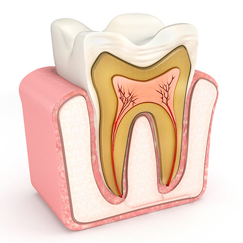 illustration depicting the interior of a tooth